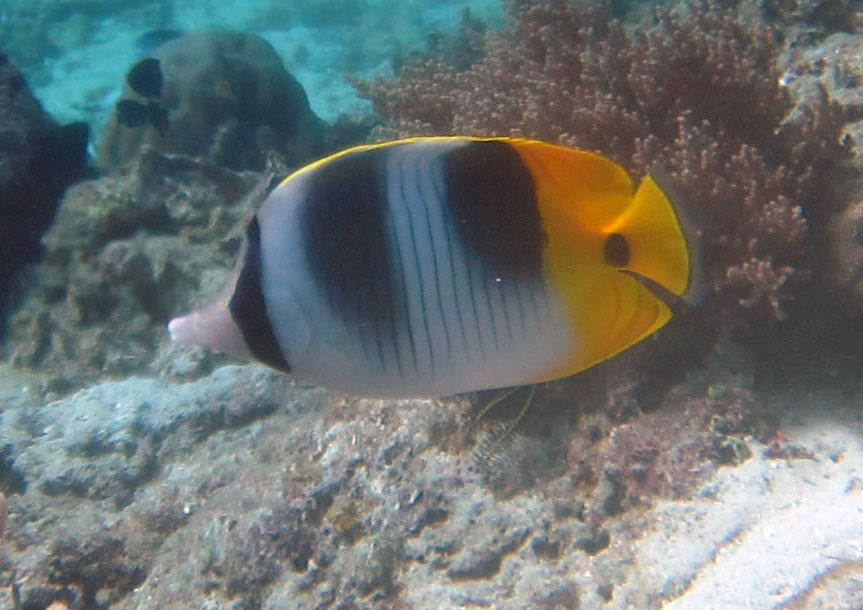 フィリピン　ボホールの魚