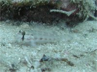 フィリピン　ボホールの魚