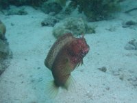 フィリピン　ボホールの魚