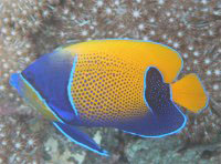 フィリピン　ボホールの魚