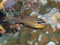 フィリピン　ボホールの魚