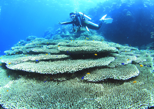 カビラオ珊瑚with mica