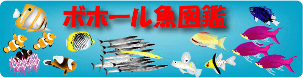 フィリピン ボホール島 魚図鑑