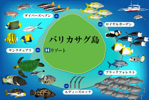 フィリピン　ボホール島　バリカサグ島　主要ポイントと魚