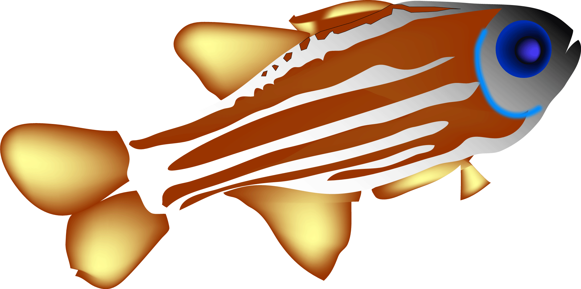 Philippines Fish